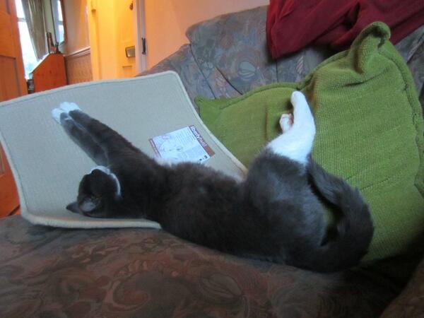 Bertie_Junior's tweet image. Today I have helped choose new carpet for the room which has dead carpet. It was hard, but I did it #TimeForNap