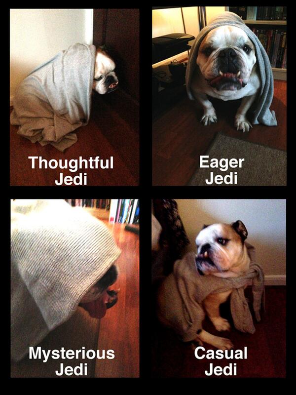 OctoberJones's tweet image. Dear Mr George Lucas. My Dog would like a role in the next Star Wars. Please find attached examples of his "work"