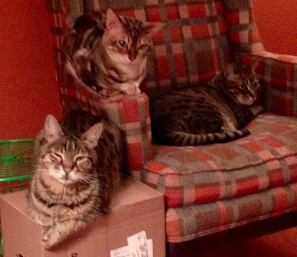 shannonseek's tweet image. @KKDUB new buddies of #techKitty .. fritzcat, #ltcat, &amp;amp; #poptartcat.  .. He&apos;s healing and eating wet food on his own!