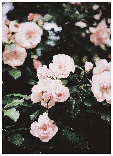 bondar_yulia's tweet image. #day5 #ItIsSimple I love flowers