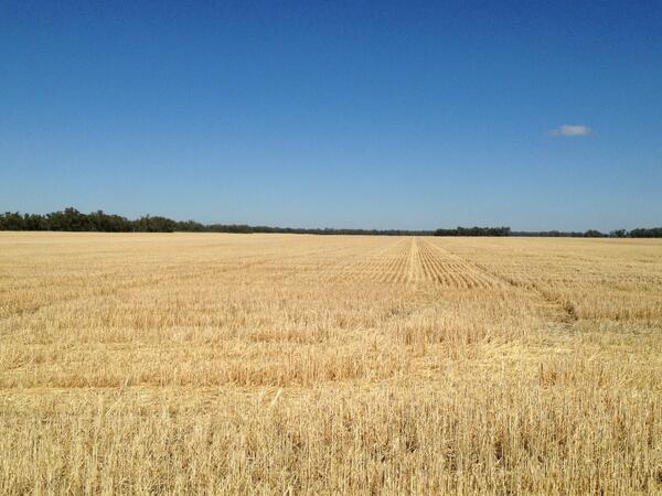 MsLisaHerbert's tweet photo. Good morning Pallamallawa! #wheat #harvest13 http://t.co/v6EnNx8ASt