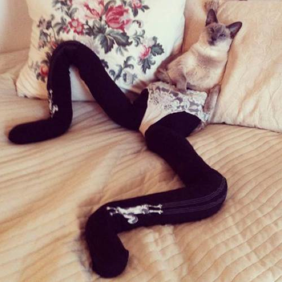 Stop what you're doing and look at cats in tights. bit.ly/19loftI