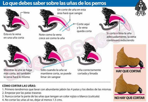 Acansal tweet picture