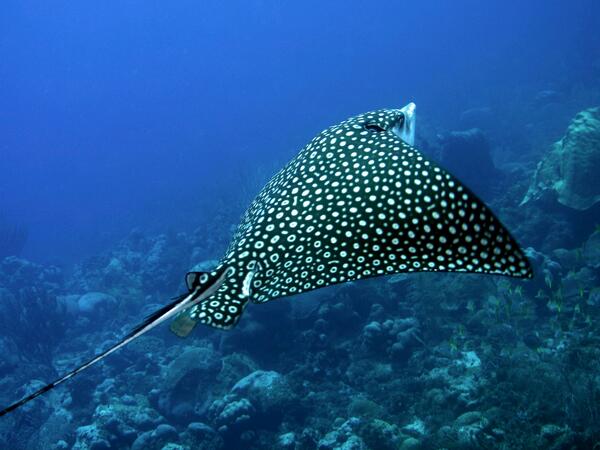 This animal is a majestic spotted eagle ray, Aetobatus narinari.