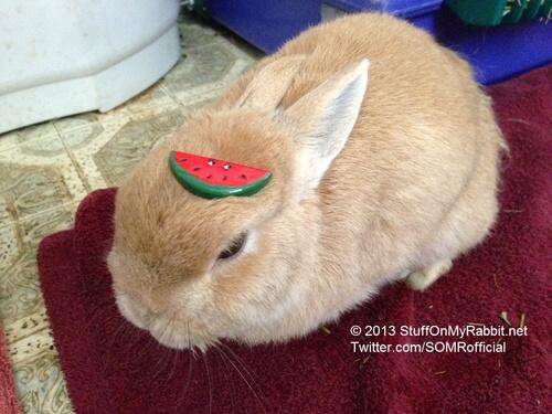 pepe_coinseth's tweet photo. Watermelon, Stuff on My Rabbit http://t.co/Ru1E10TnlC