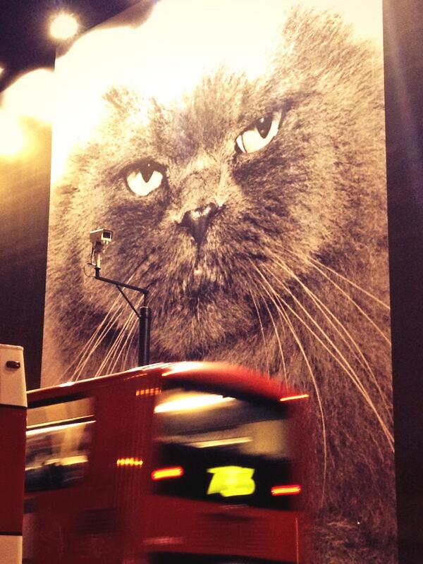 kickthepj's tweet photo. CATZILLA IN LONDON. EVERYBODY STAY IN YOUR HOMES! http://t.co/5CRo51XWhG