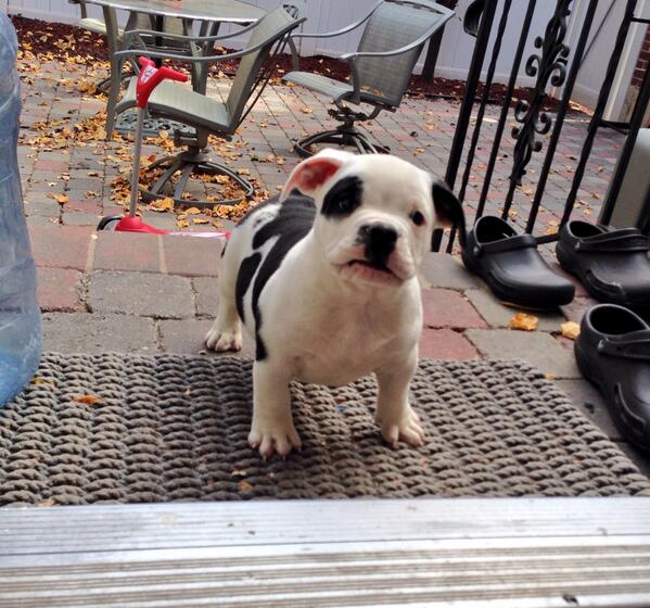NycRareBulldogs's tweet photo. T.E.S Turmoil at 9.5 weeks old he's off of Anarchy x Mottzy #americanbullypup #tesproductions #nyc http://t.co/646gwubb0I