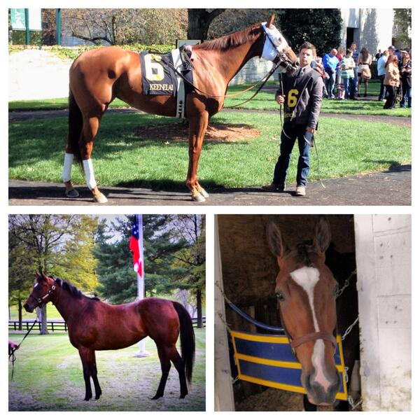 blugrasschatter's tweet image. Very happy #GroupieDoll joins Plum Pretty&amp;amp;Havre De Grace. Couldn't be going to better home! #whisperhill #timbertown