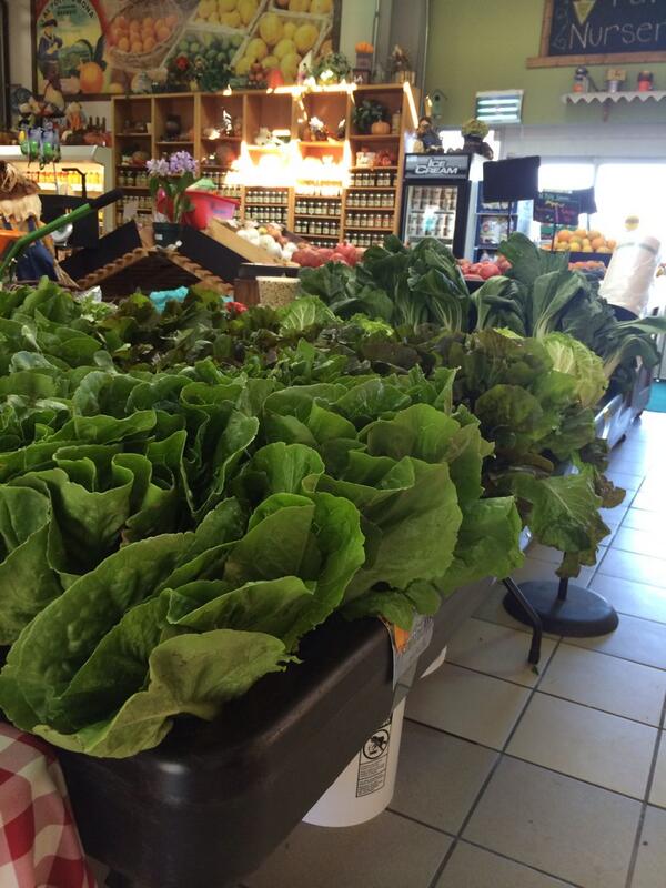 CPPFarmStore's tweet photo. A look at the store this morning! Fresh lettuce from the field! http://t.co/9sSMJCQvhE