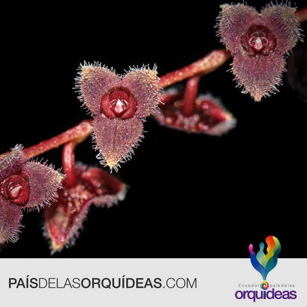 Uno de los mejores lugares para estudiar #orquídeas es #Ecuador ya que se las puede encontrar en sus cuatro regiones