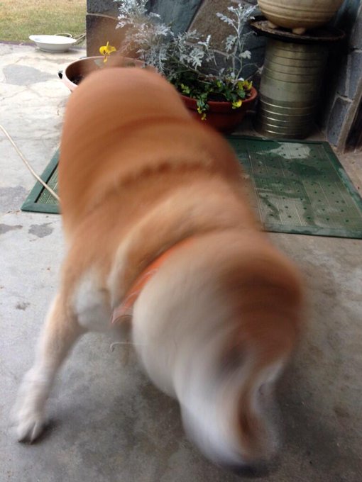柴犬や小鳥やハムスターが体ブルブル かわいすぎるドリルに変身ッ ねとらぼ