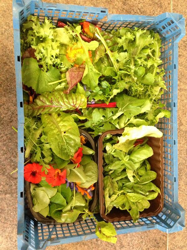 Lovely salad delivery from living under one sun's allotment at tottenham hale