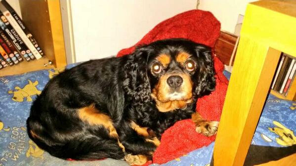 actplastering's tweet image. My king charles cavalier spaniel ate my most favourite chocolate in the world old jamaica