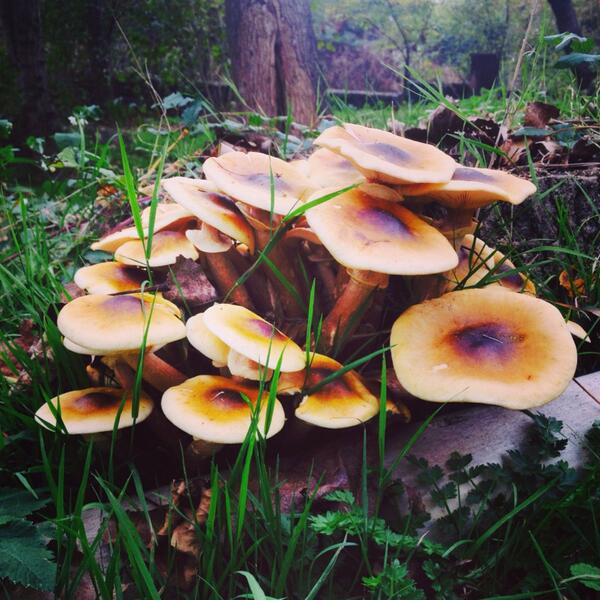 Uslu olursanız Gaia'da şirinleri bile görebilirsiniz ;))