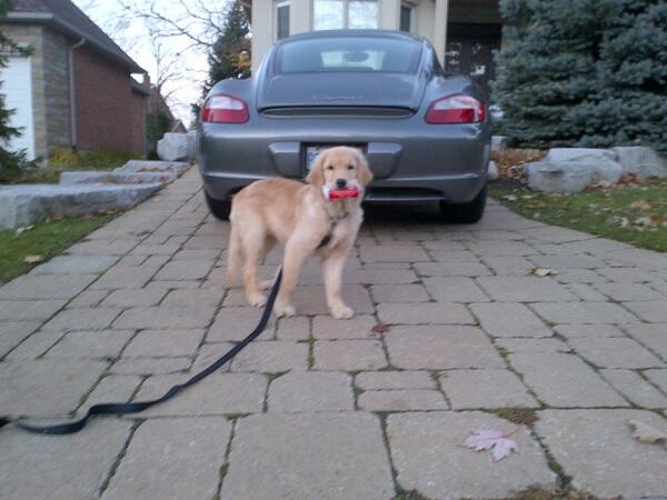 progers71's tweet image. Today's morning walk netted a bud can. #cleanupthestreets #roxieproject