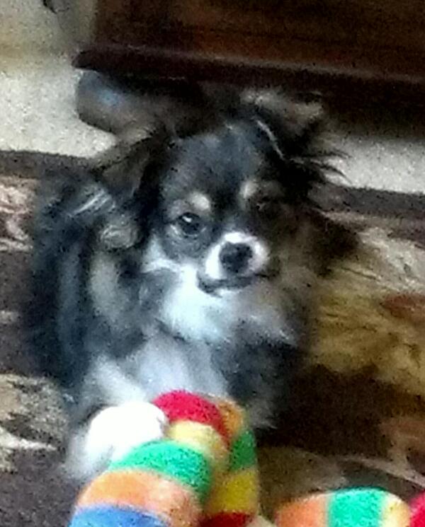 MsCribbs's tweet photo. @KTLAMorningNews please help me find my dog he was lost 11/2/2013 from 10th and Meyler in San Pedro http://t.co/02JLE6bbL5