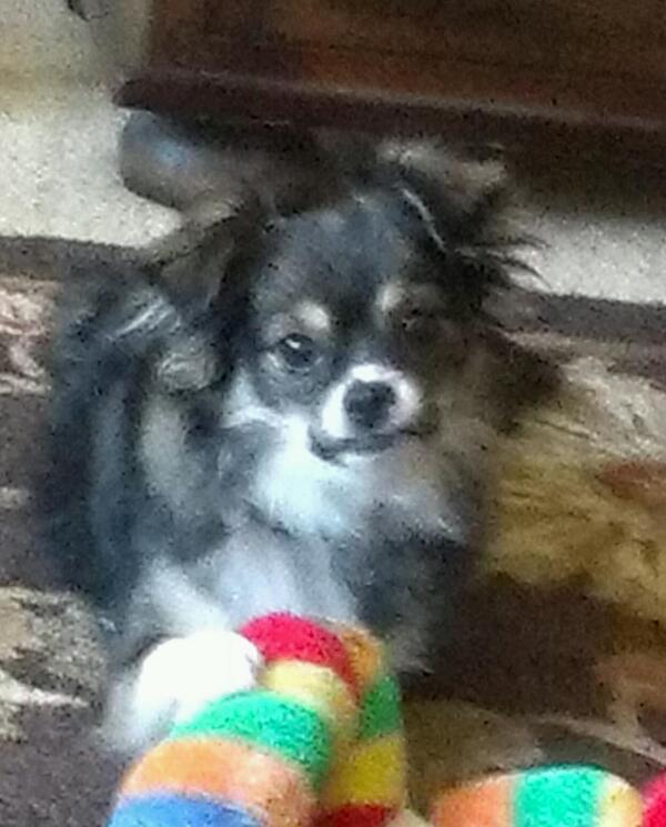 MsCribbs's tweet photo. @MsCribbs @KTLAMorningNews @goodnewswendy can you please put this up lost 11/2/13 in SanPedro near 10th n meyler http://t.co/vn3pwR7Kuc