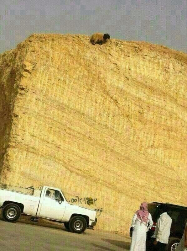 مشعل الماجدي  5/5 (@101mmm_m) on Twitter photo 