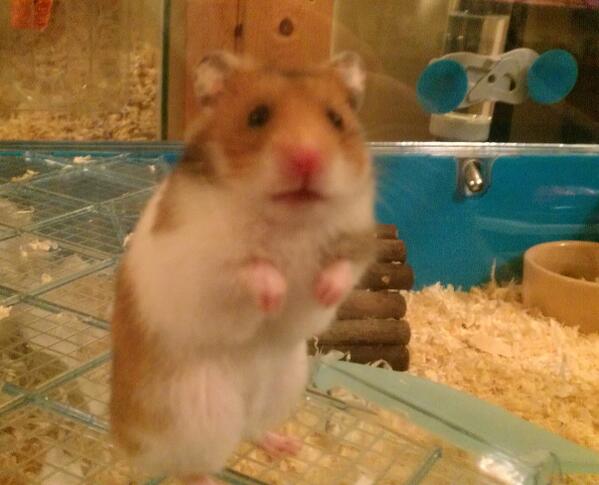Bitey_hamster's tweet photo. The new bloke is Georgie but needs a new name as one of the cats is called George.
So far they just call him Brown. http://t.co/IYoan0I7pF