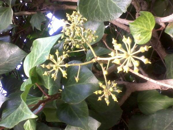 sagarece575's tweet photo. #Bigdata13IIMR I think this plant is using gephi to plan her life :P http://t.co/f1PCUlP7n4
