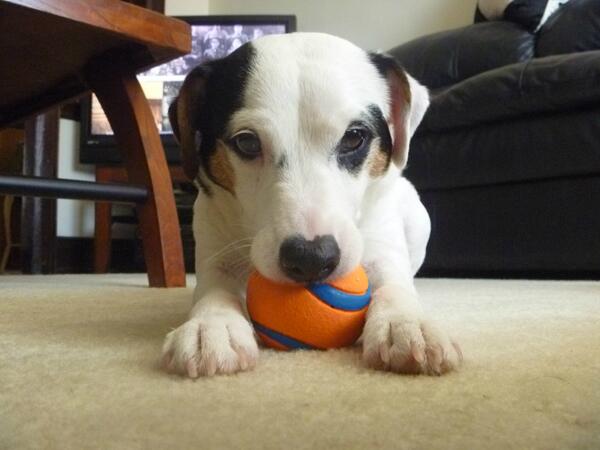 KenPagan's tweet photo. @JackRussellluv This is Moose, he is six years old and likes to play http://t.co/0gkOT1wXnT