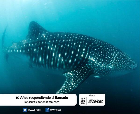 WWF_Telcel's tweet photo. ¿Sabías qué? Los Tiburones Ballena son los peces más grandes del mundo, #LaNaturalezaNosllama ¡Respondamos juntos! RT http://t.co/iYIFesoAFB