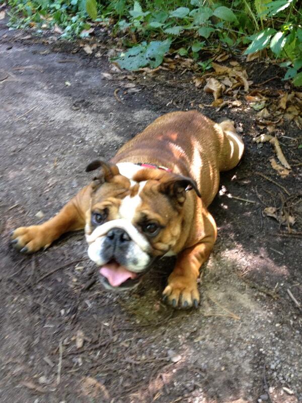PaulTolin's tweet photo. This is a bulldog! Loving and gentle. In no way related to the beast which killed the poor little girl recently. http://t.co/wVwRjU3LqW