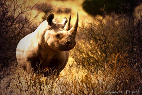 Бело черный носорог. Африканский белый носорог. Черный носорог. Западноафриканский черный носорог. Носорог бежит.