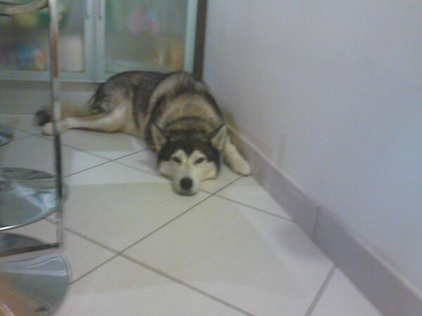 Mon chien le huski