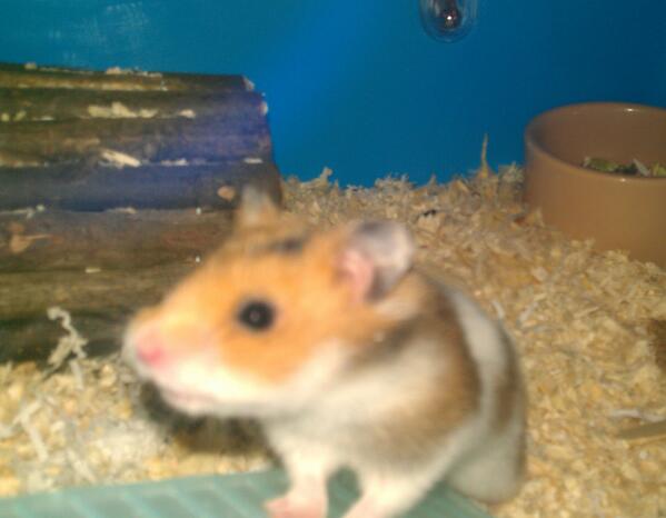 Bitey_hamster's tweet photo. A new guy has moved in today.
He's a rescue
They wanted him to live outside because he was too noisy for kids bedroom http://t.co/7HhovuSIdj