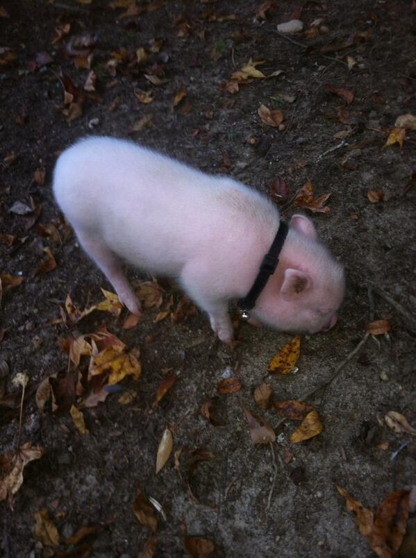 I sure do love my pig #amazingpet