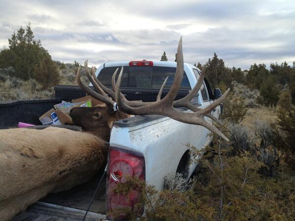 MuleyFreak's tweet photo. #Big #bull #elk in the back of a truck bed!  RT if you're an #elk hunter! http://t.co/N79fIQRiQI