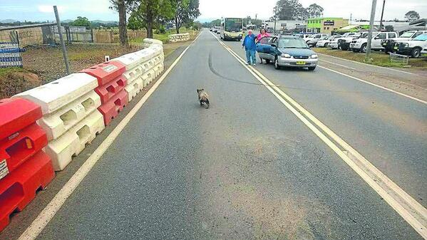 ACM_NSWnorth's tweet photo. A traffic-stopping #koala rules the roost in #Taree. http://t.co/A3oo7zRPVu #feelgoodfriday http://t.co/H9F1qeMLsv
