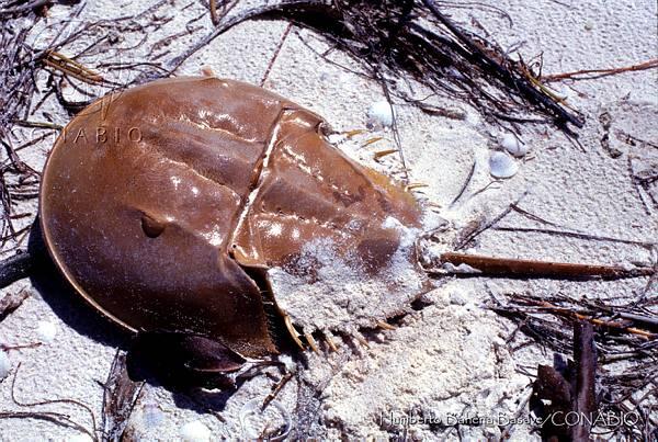 CONABIO's tweet photo. La cacerolita de mar, especie en riesgo. Conoce más de esta especie en: http://t.co/DQK6QEmnO8 http://t.co/XWL2rvqGZE