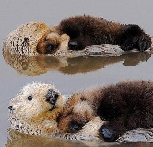 Marbeny Planetanimales Bebe Nutria Durmiendo Encima De Su Madre Http T Co Xurlvg2zlp Que Ternura