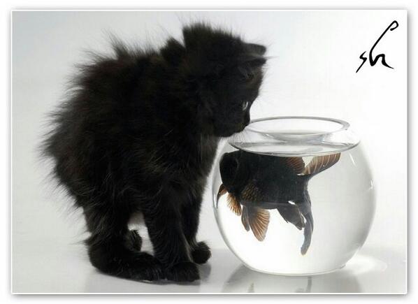 firsssovvva's tweet image. Доброго всем дня:-) #доброеутра