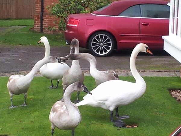 Trapped in house by noisy neighbours.