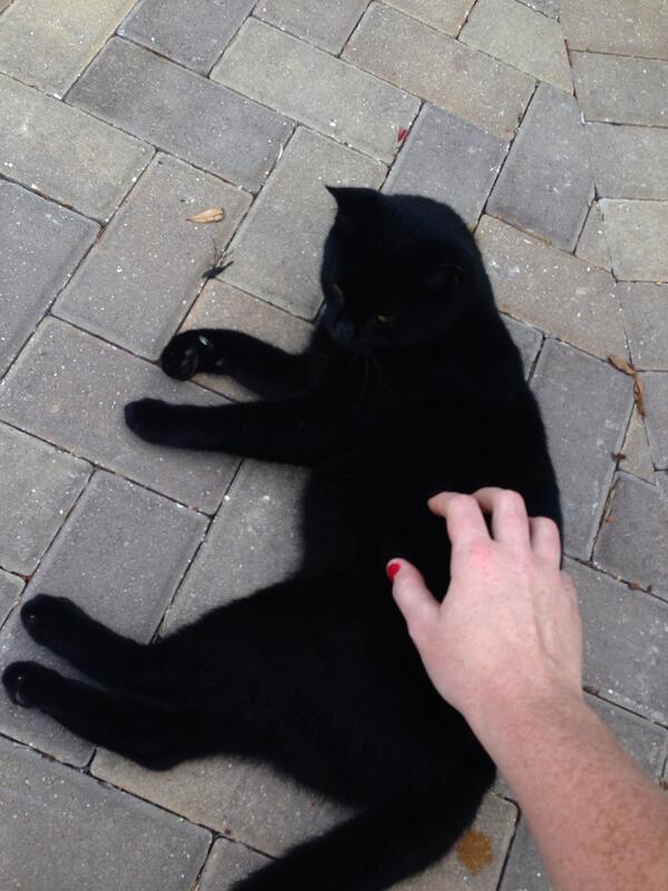 cassidyz__'s tweet image. I FINALLY CAUGHT A CAT #lateforclass #scratchmarks #worthit 🐱