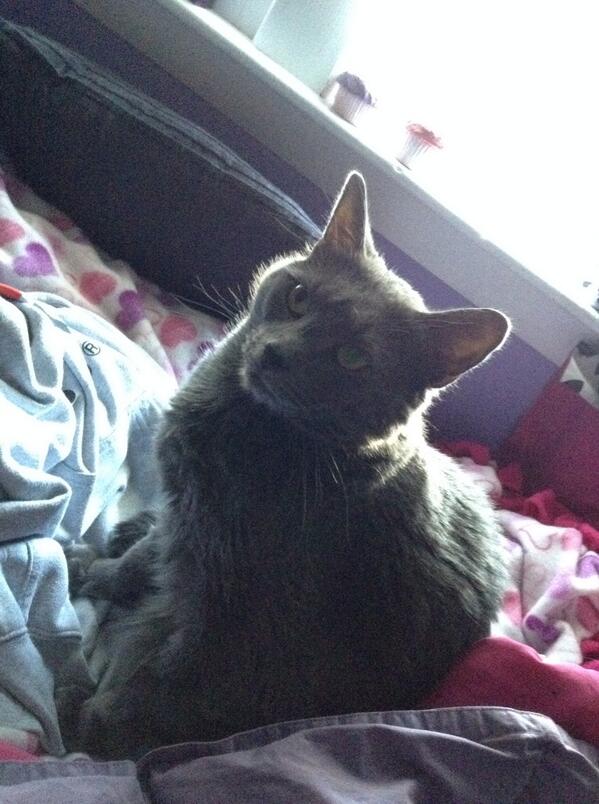 catnipaddict07's tweet image. #turntup