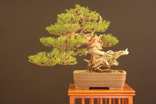 imakelab's tweet image. Lunedì 11 Novembre ore 19 lezione aperta gratuita del Corso base di coltivazione del Bonsai con Luca Bragazzi