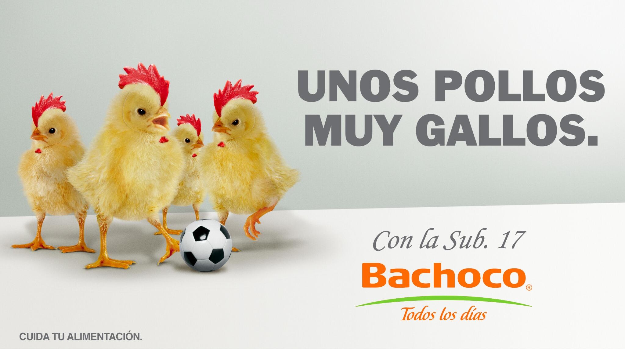 Pollos bermudez Pollos bermudez