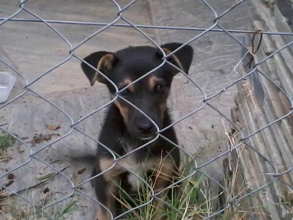 Cachorrito abandonado en busca de un hogar... Les agradezco el RT :)
#perrosinhogar #Uruguay