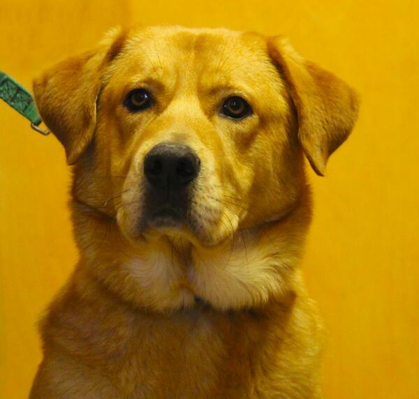 WagsRescuePA's tweet image. Meet Rodney! 3yr #GoldenRetriever mix learning #leashmanners #eager #trainable #adoptdontshop wagsrescue.com