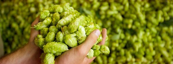 Check out my new article on hops + what you taste when you drink beer wp.me/p3LzFu-K8