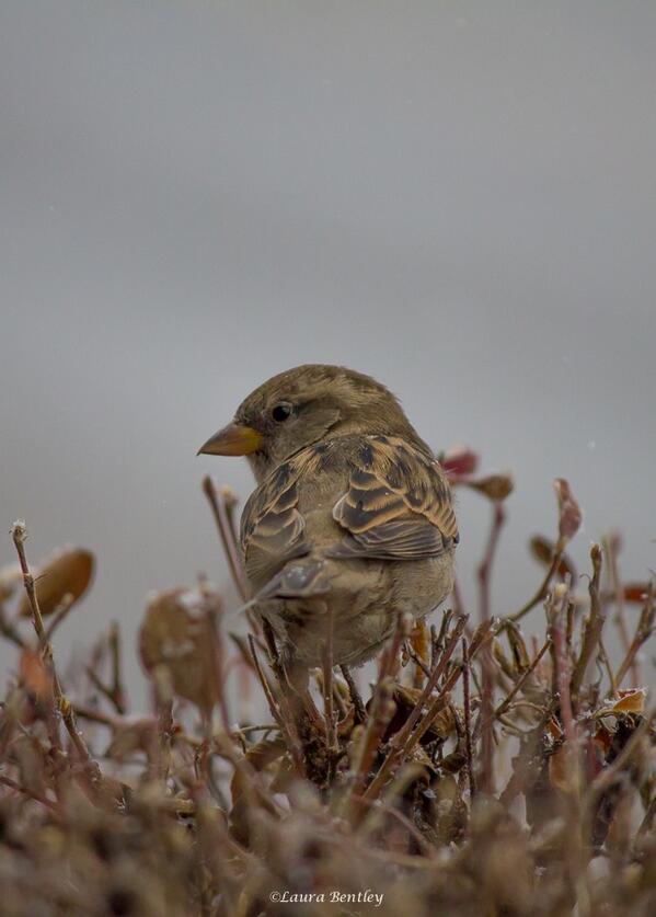 ABBestphotos's tweet photo. This little guy too~Couldn't leave him out! #Sparrow #Bird http://t.co/fedj5wldRV