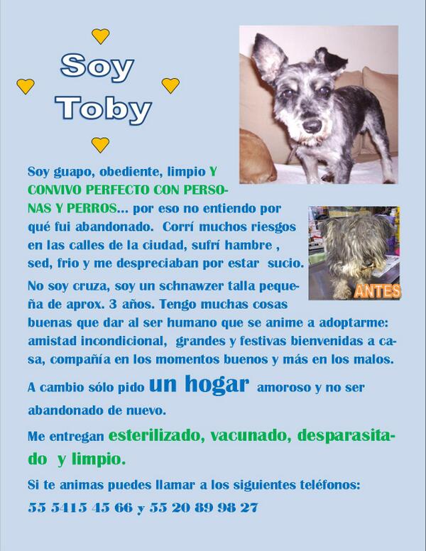 IvethSH's tweet photo. @Marchaxanimales @mayuye_69 @milagroscaninos @mascotamx TOBYschnauzer busca un buen hogar http://t.co/sP1T0x54TO