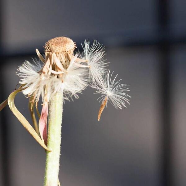 ふくだもとこ オフィシャル 花びらの落ちたガーベラみタンポポの綿毛のような種が 写真をとっている間にも フワフワといくつかとんで行ってた 何だかその様子も健気で可愛らしかった 今度は株分けではなく Http T Co P81i7rtb3c Http T Co