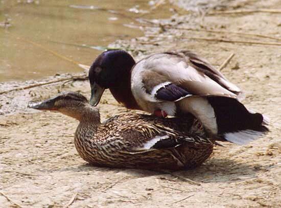 D_S_D_C's tweet photo. Get your duck on http://t.co/DPvhm6qt8t