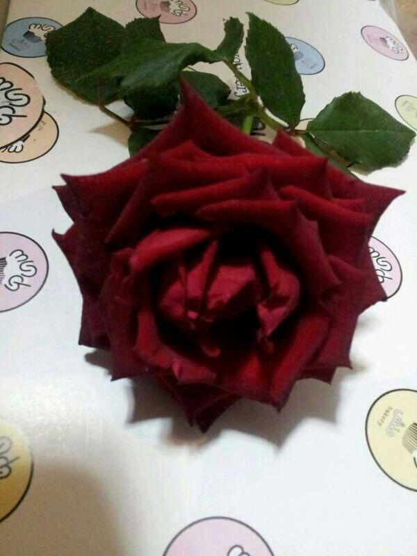 S_m_alain's tweet photo. صباح الخير والورد للغالين امووووووواح http://t.co/EOq5mQYbUN