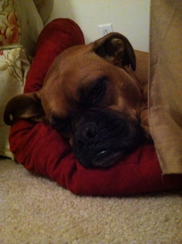 g_bach__'s tweet photo. Tired after a long day http://t.co/1pLaSe8bjR